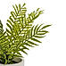 Green Faux Boston Fern with Cement Pot