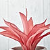  Potted Purple Succulent