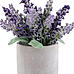 Lavender in Cement Pot