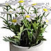 Wild Flowers in Cement Pot