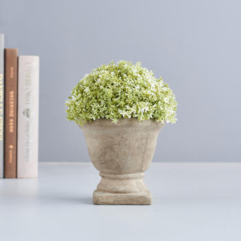 Small Potted Green Plant with White Flowers