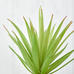 Potted Green Sword Grass Plant
