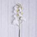 Orchid Ivory Stem