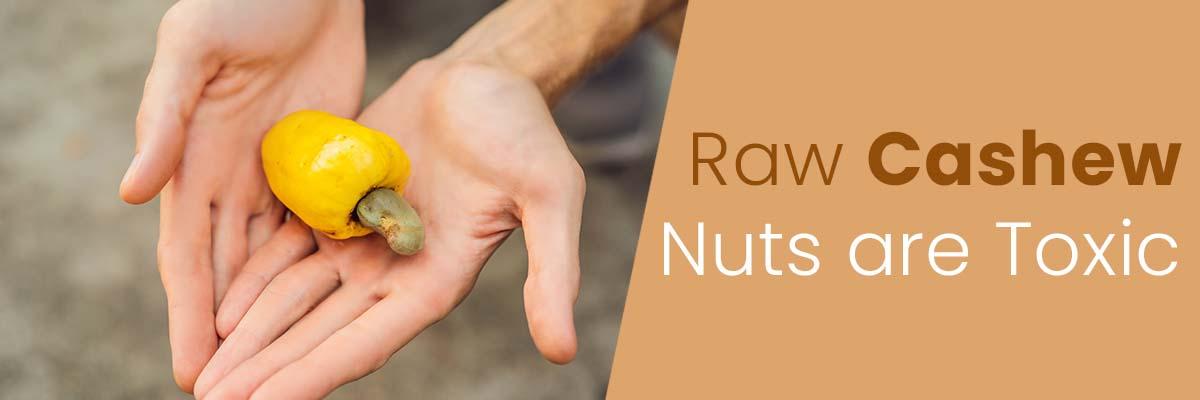 raw-cashew-nuts-are-toxic