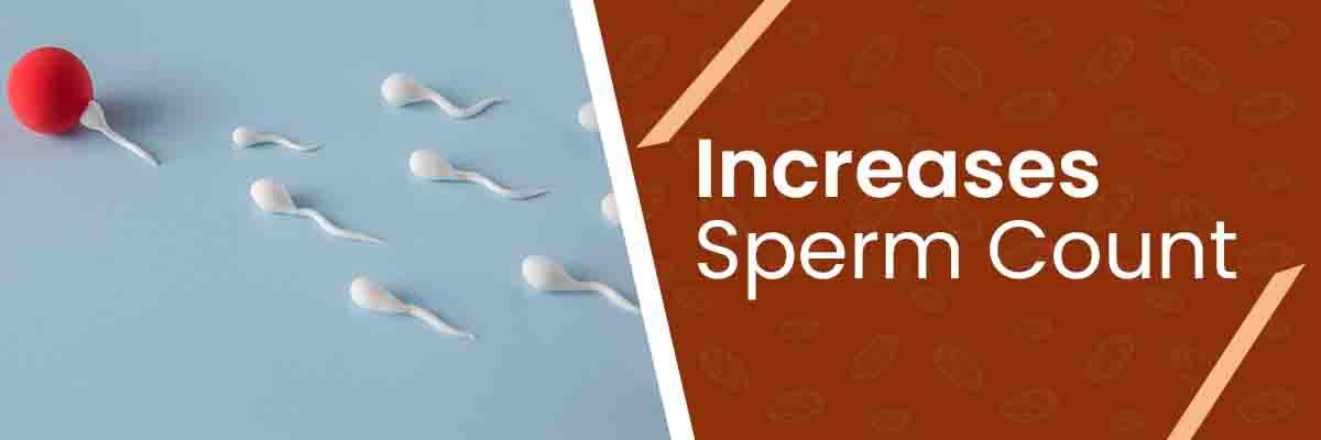 increases-sperm-count
